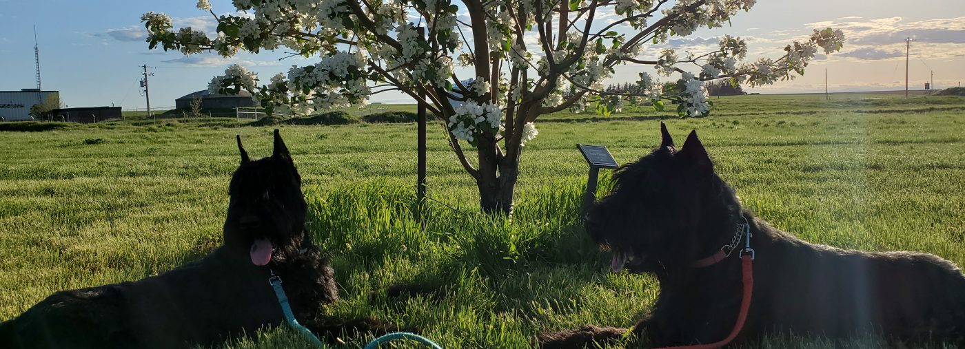 IVOLYN Giant Schnauzers
